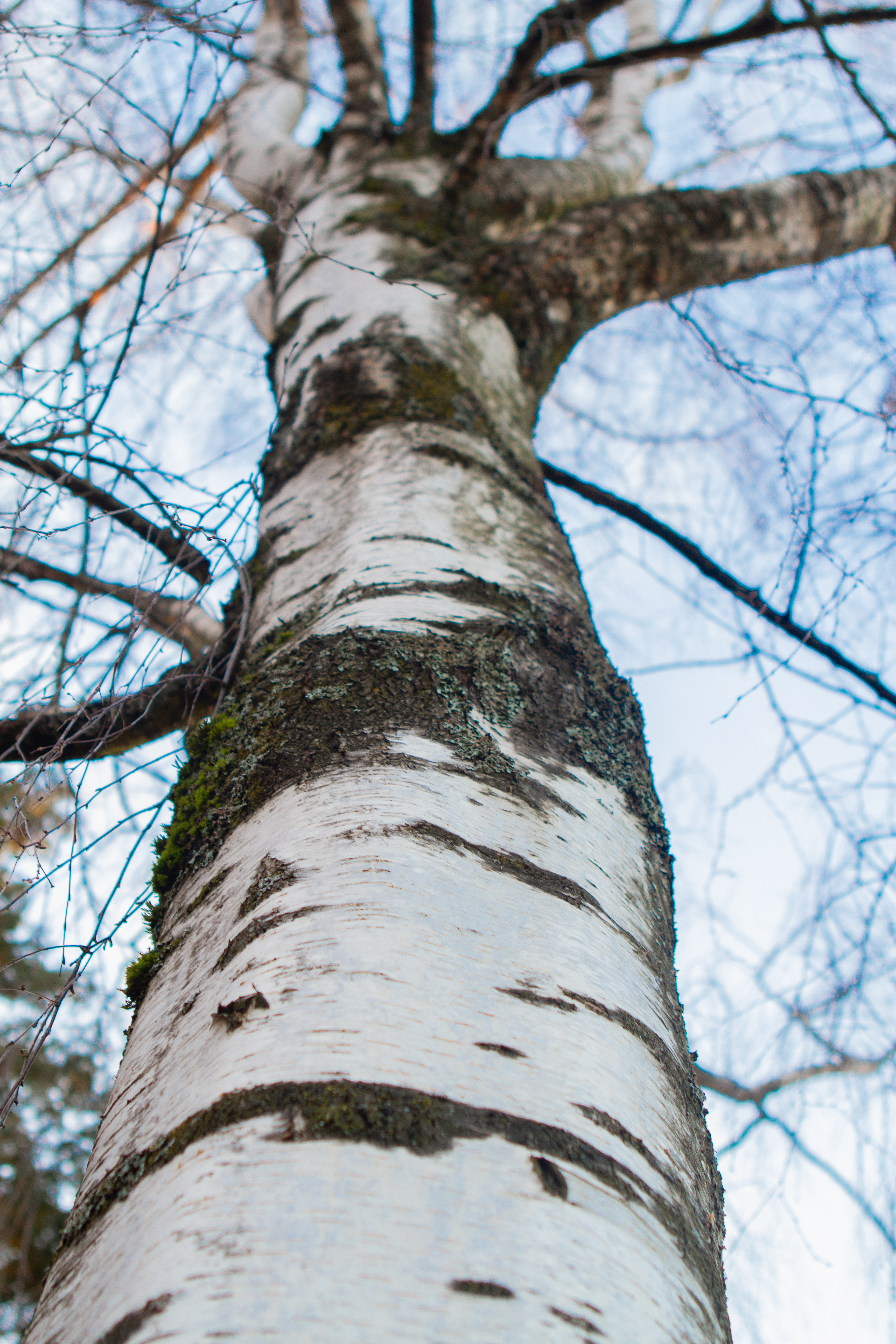 birch tree