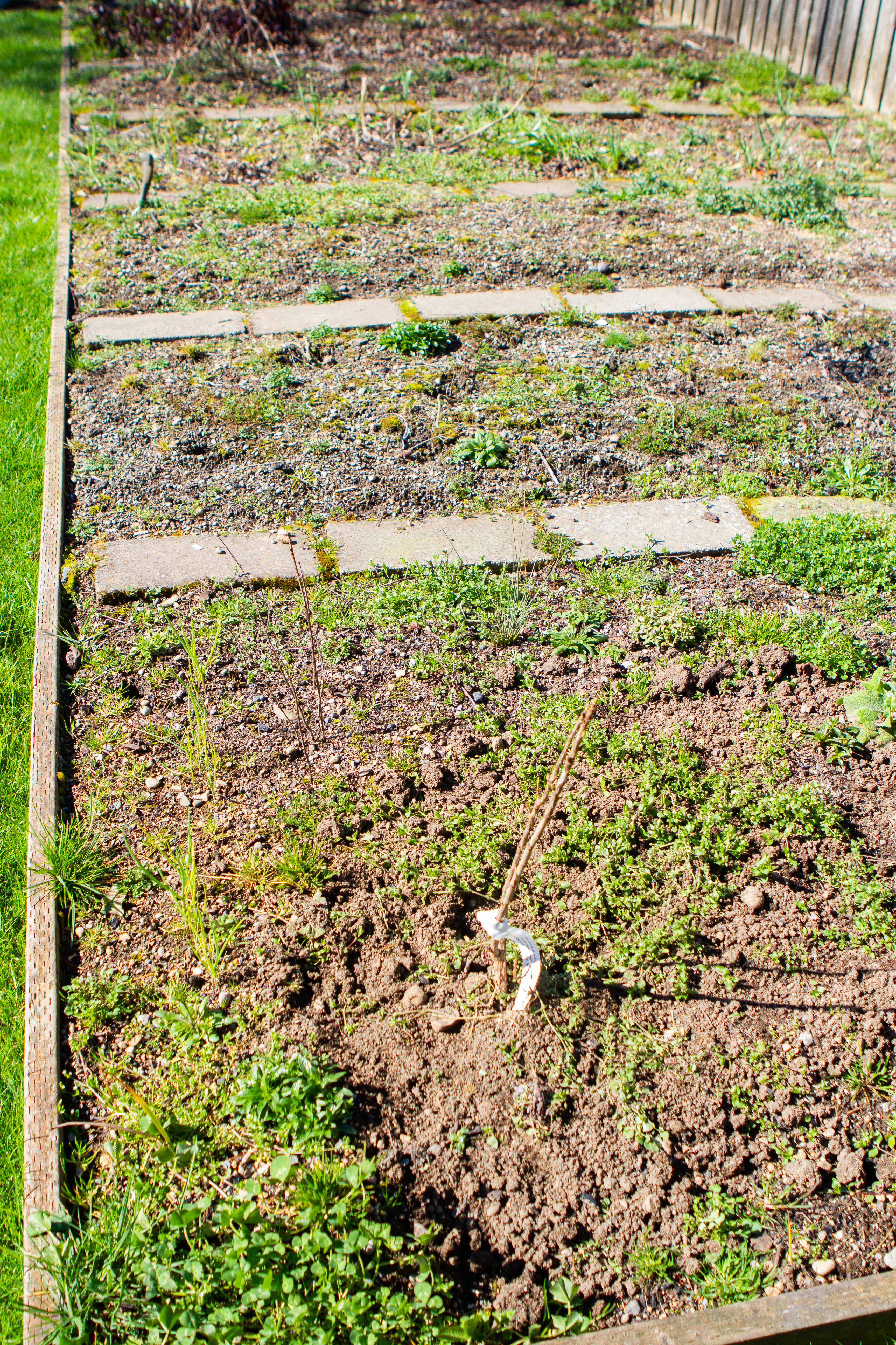 garden pre clean up