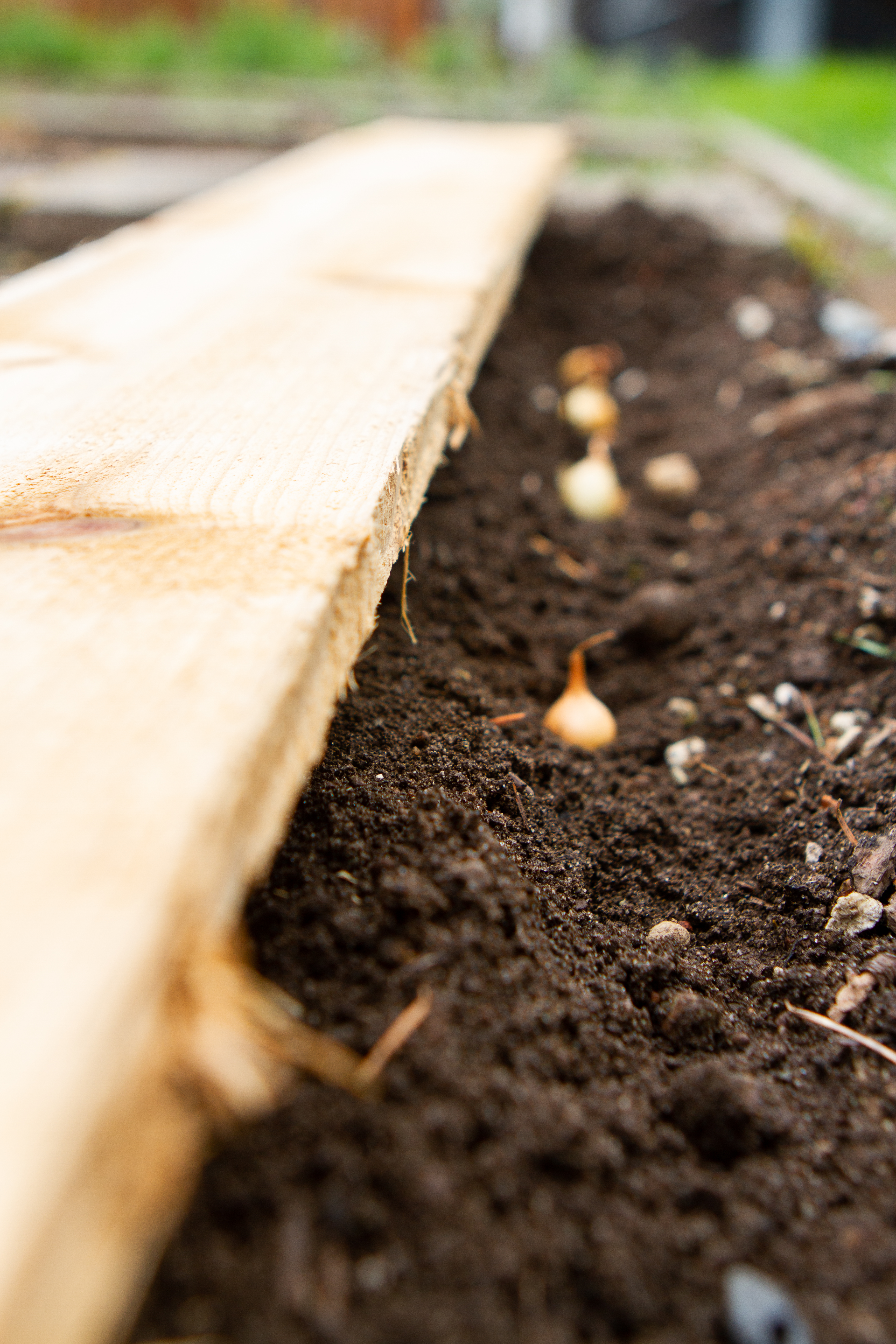 using board as guide for planting