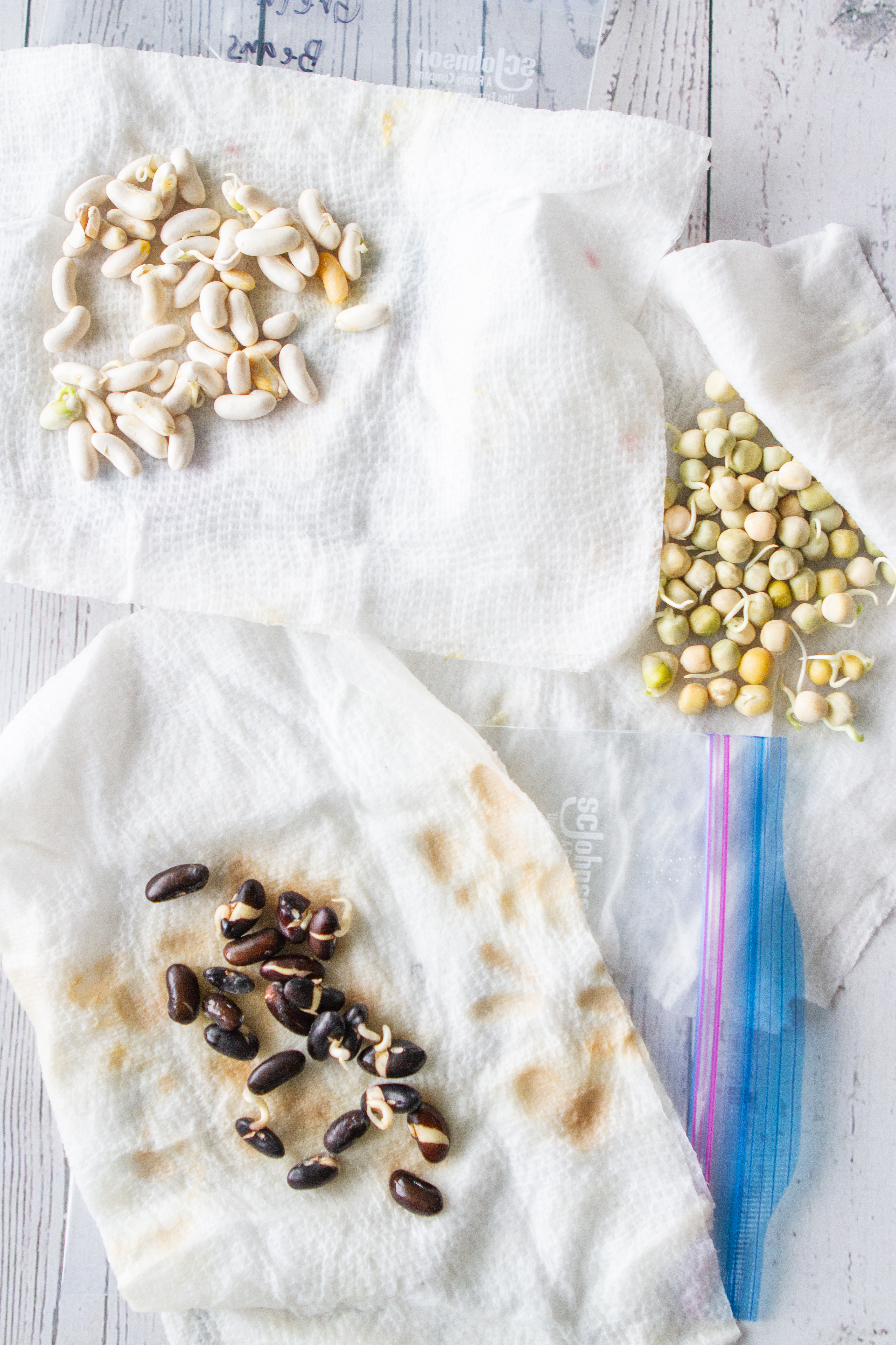 beans and peas with sprouts