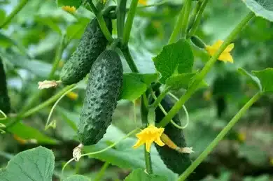 growth blooming greenhouse cucumbers 260nw 90116326.jpg