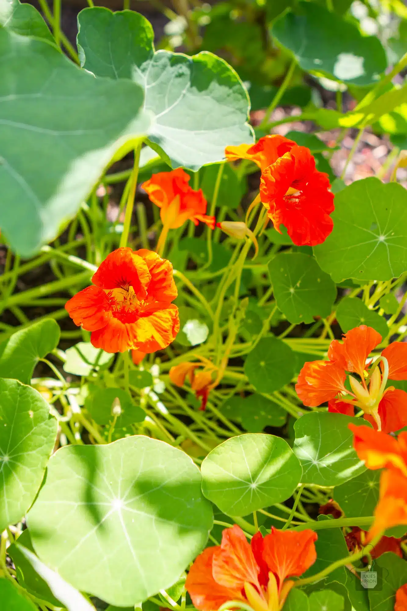 nasturtium in full bloom grown in garden