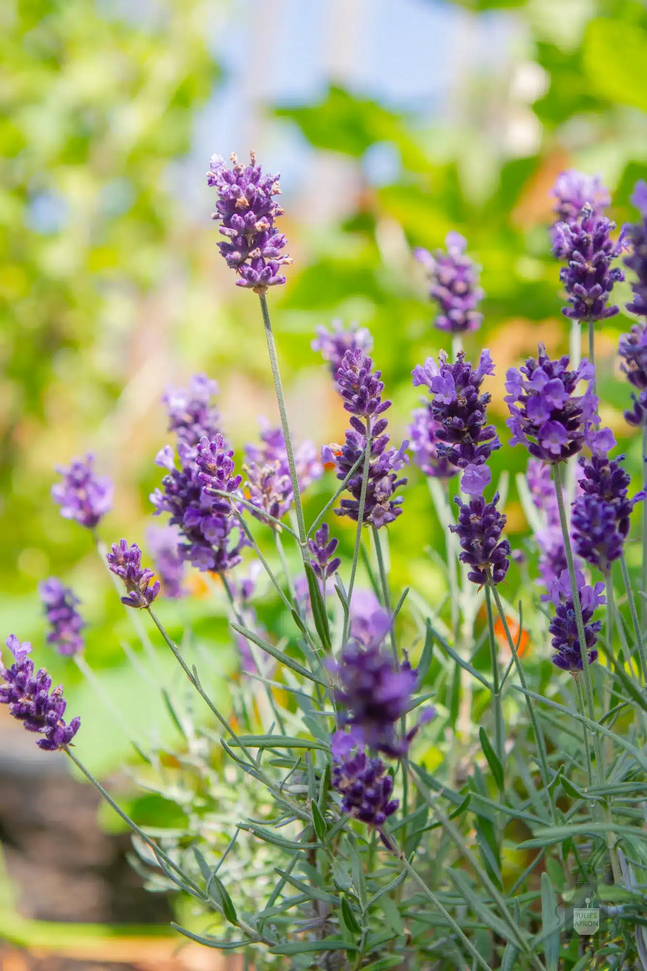 lavender planted in vegetable garden