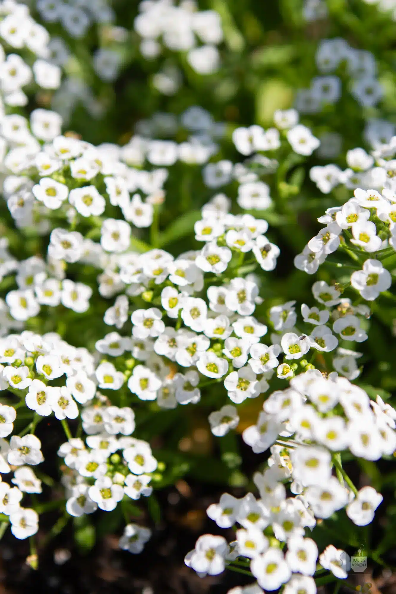 flowering alyssum in garden